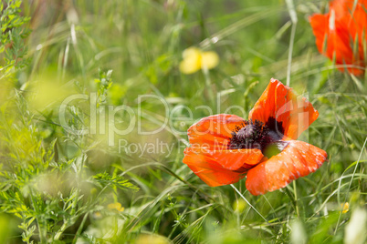 Poppy flower