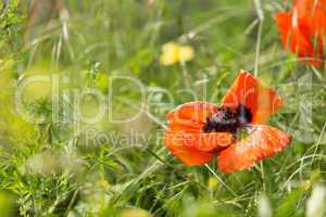 Poppy flower