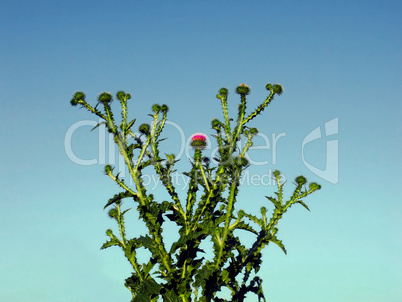 Prickly bush