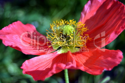 Poppy in bloom in spring