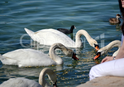 Girl feeding swans in Lake Geneve
