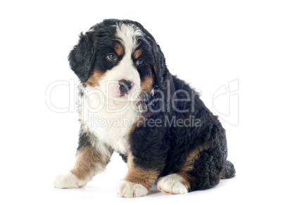 puppy bernese moutain dog