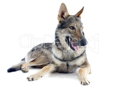 czechoslovakian wolfdog