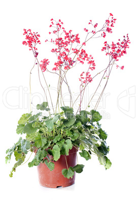 heuchera sanguinea