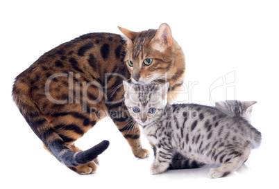 bengal family