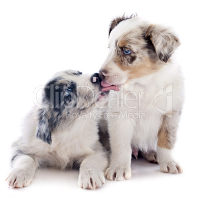 puppy border collie