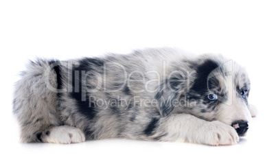 puppy border collie