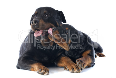 rottweilers