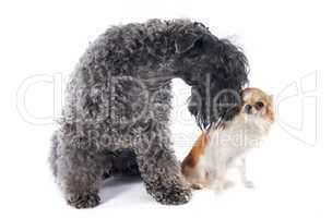 kerry blue terrier and chihuahua