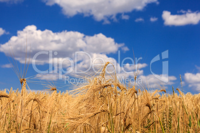 Ripe wheat against a blue sky