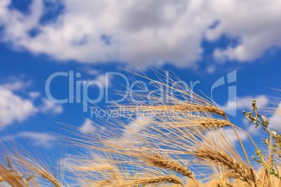 Ripe wheat