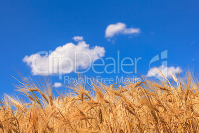 ears of ripe wheat