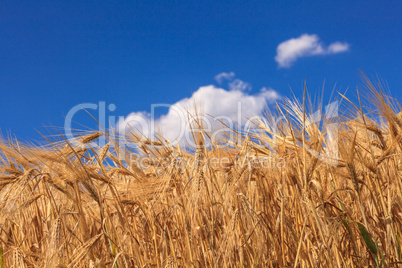 wheat field