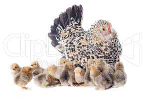 family chicken