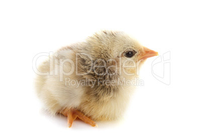 young chick