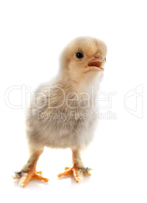 young chick