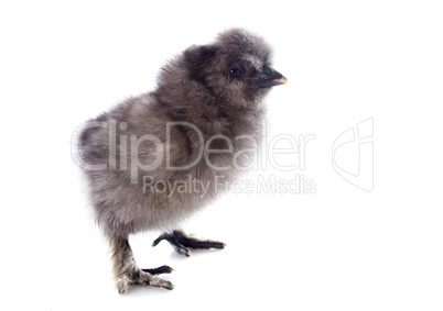 young silkie chick