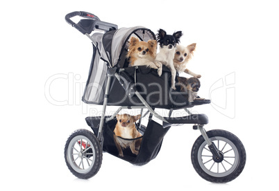 chihuahuas in pushchair