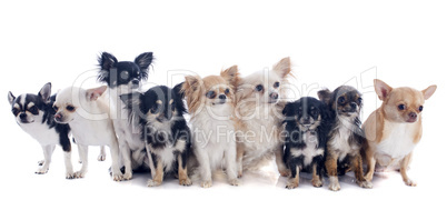 nine chihuahuas