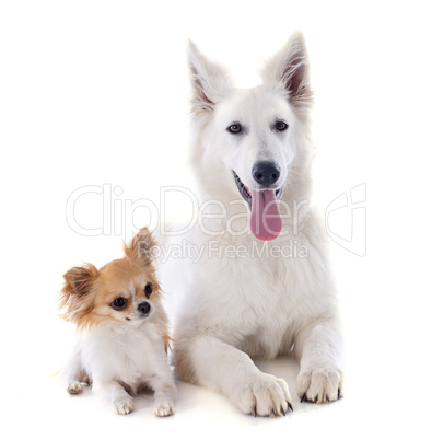 swiss shepherd and chihuahua