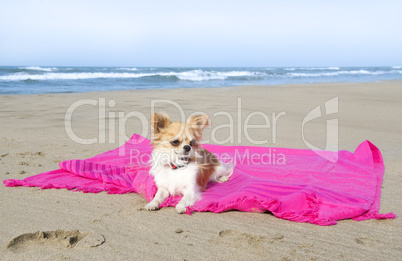chihuahua sur les l' plage