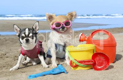 chihuahuas sur les l' plage