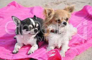 chihuahuas sur les l' plage