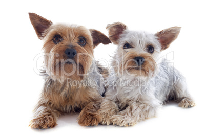 yorkshire terriers