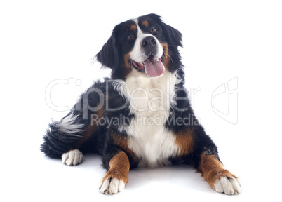 bernese moutain dog