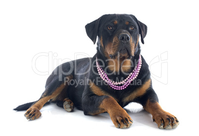 female rottweiler