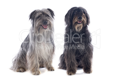 pyrenean sheepdogs