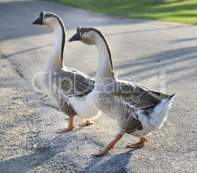 Gray Geese