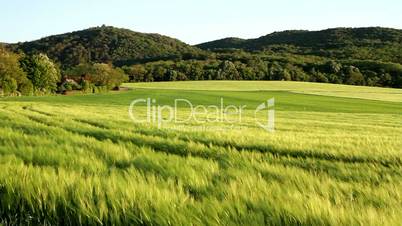 Beautiful cereal field in a windy day