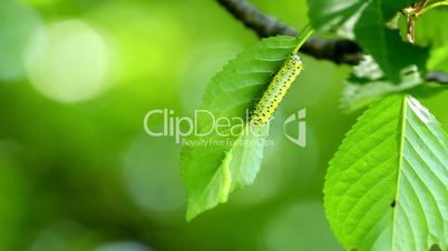 Small caterpillars  on the tree leaf