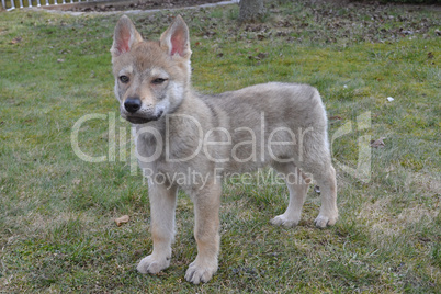 Tschechoslowakischer Wolfshund - Welpe