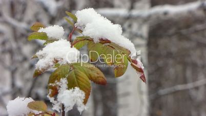 First snowfall