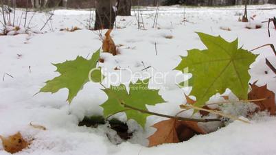 First snowfall