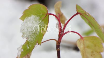 First snowfall