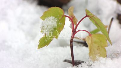 First snowfall