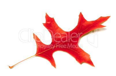 red leaf of oak