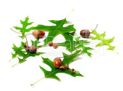 acorns and green leafs of oak (quercus palustris)
