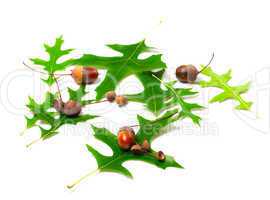 acorns and green leafs of oak (quercus palustris)
