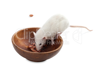 white rat eating peanuts from wooden plate