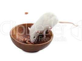 white rat eating peanuts from wooden plate