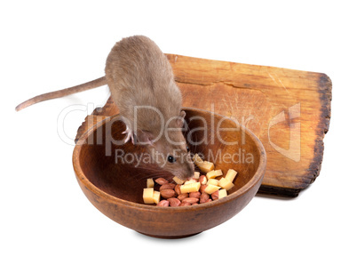 brown rat eating from wooden plate