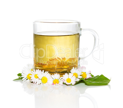 Fresh herbal tea with Bellis prennis