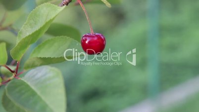 A cherry hanging from a tree