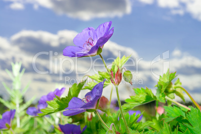 lycianthes rantonnetii (blue potato bush)