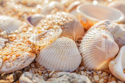 Shell molluscs