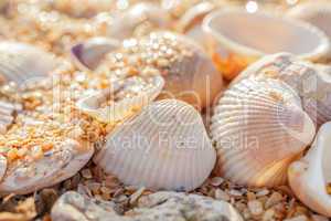 Shell molluscs